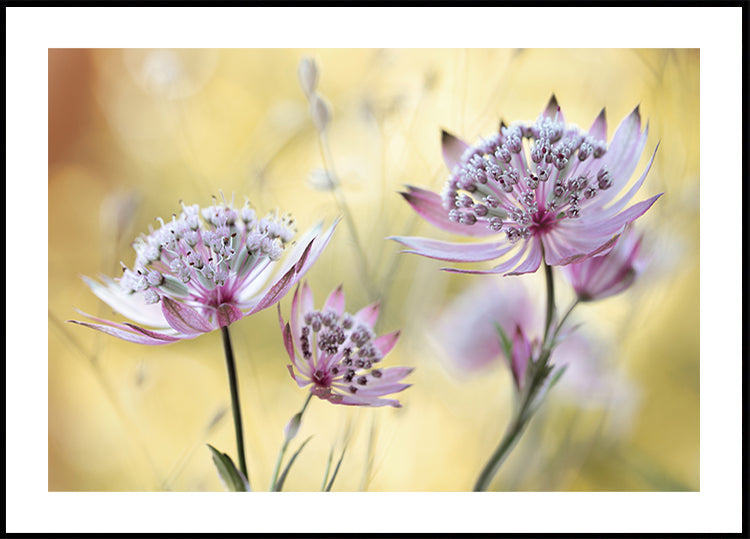 Astrantia Major Plakat