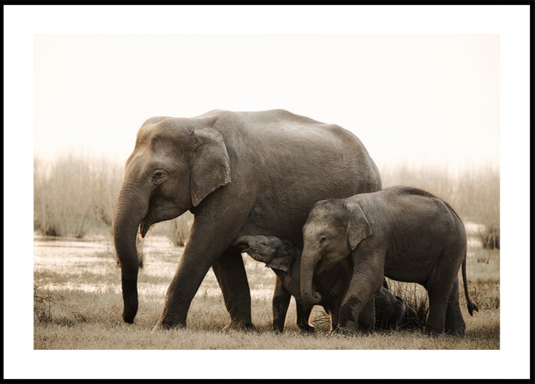 family portrait Plakat