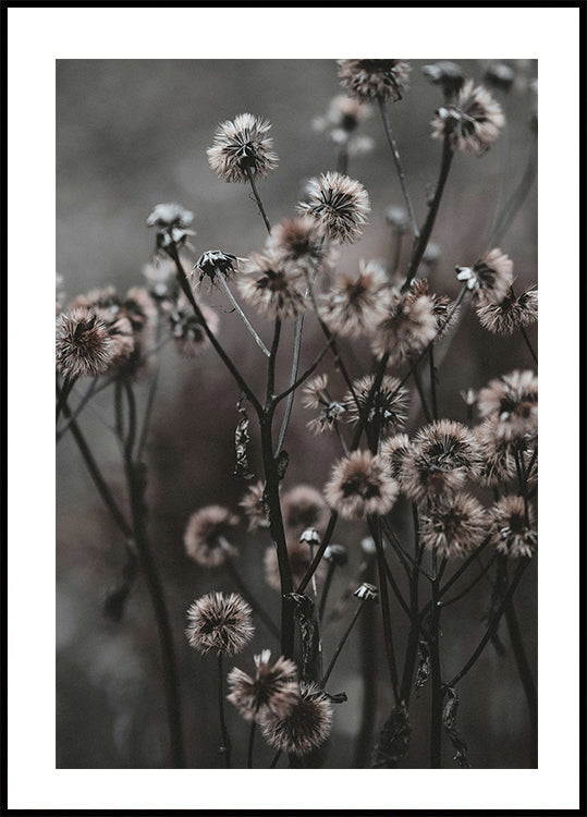Forest Flowers Plakat - Posterbox.dk