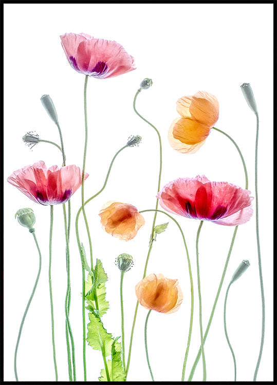 Poppies Plakat