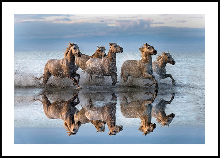 Horses and reflection