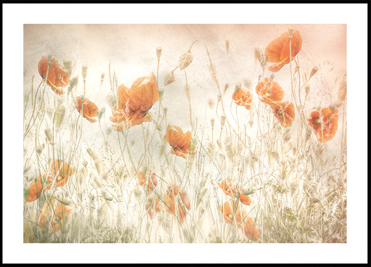 Poppies in the field