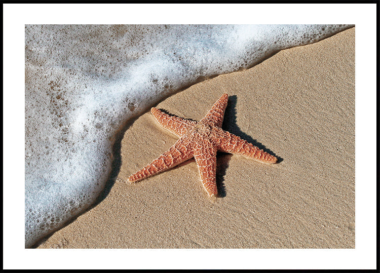 Starfish on the Beach Shoreline Plakat