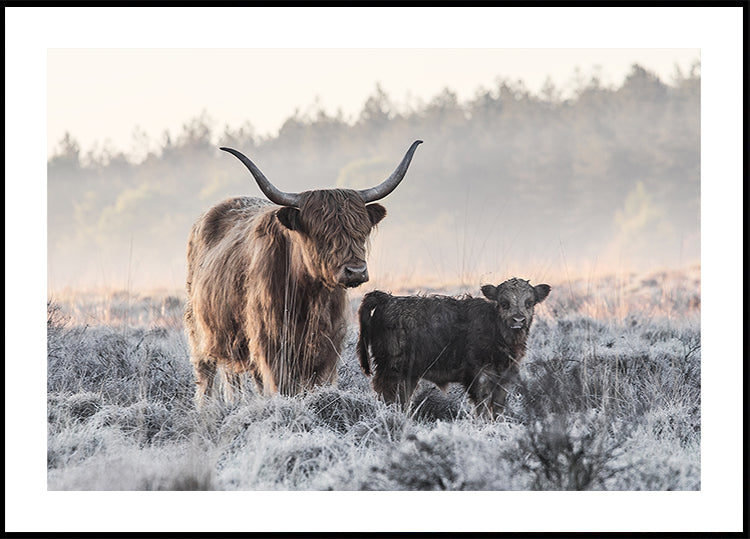 Highlander and Calf Plakat