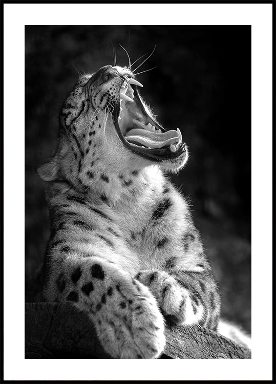 Roaring Leopard in Black & White Plakat