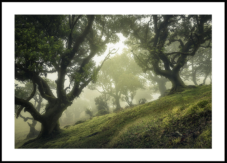 Enchanted Forest Plakat