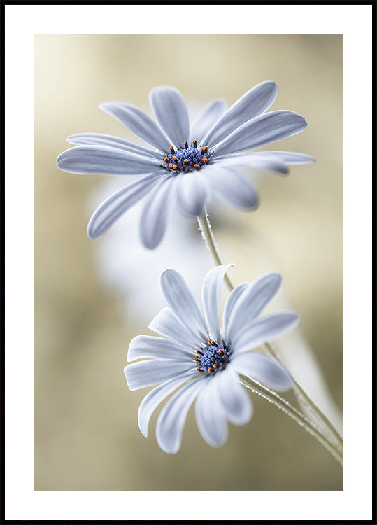 Cape daisies Plakat