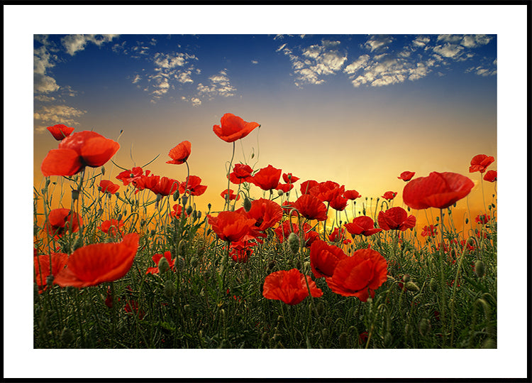 Poppies Plakat