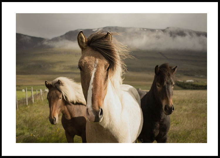 Graceful Horses Plakat - Posterbox.dk