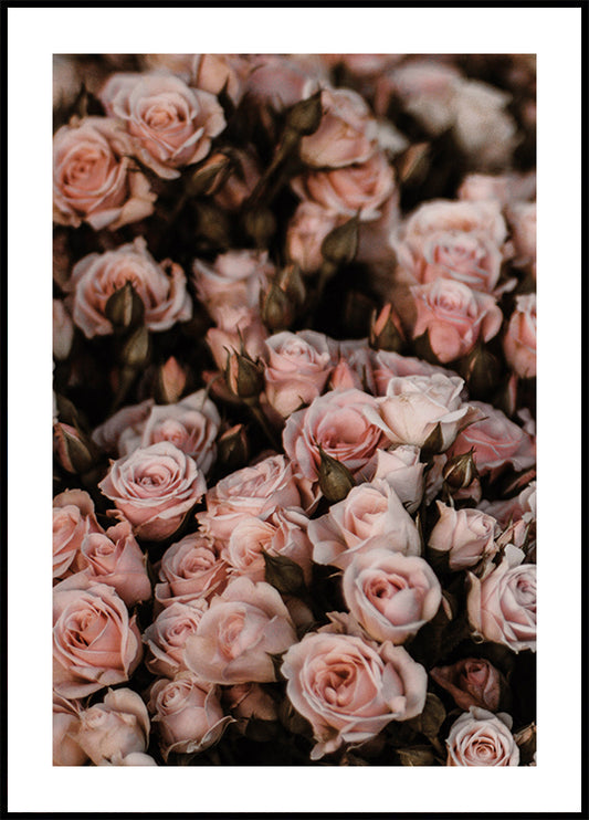 Blush Pink Roses Plakat