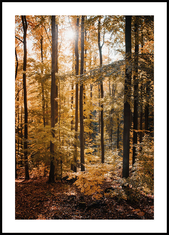 Golden Autumn Forest Plakat