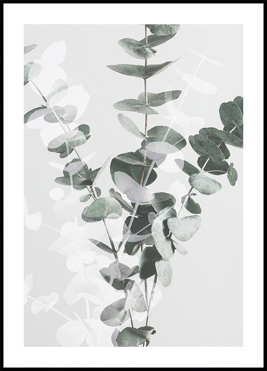 Eucalyptus No.3 Plakat