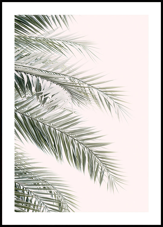 Blush Palm Leaves Plakat