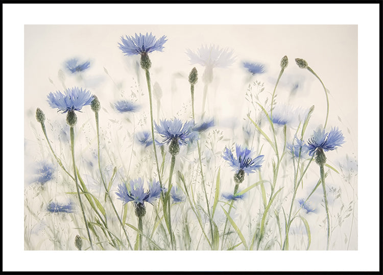 Cornflowers Plakat