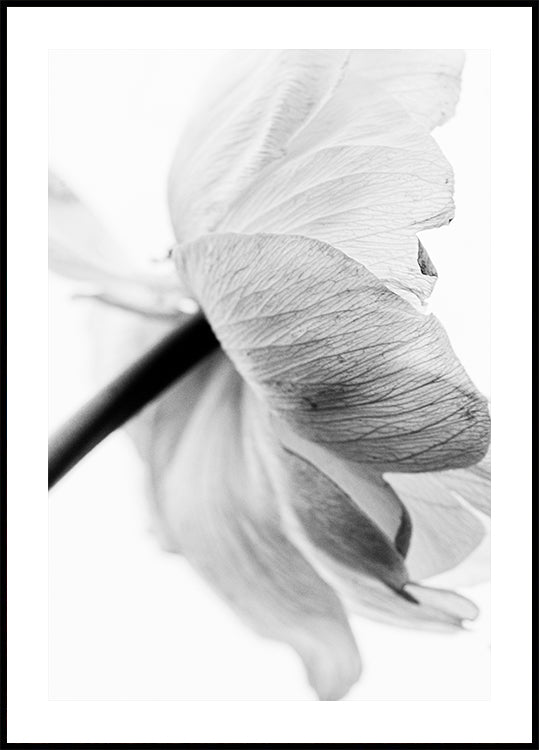 Blooming Flower Plakat