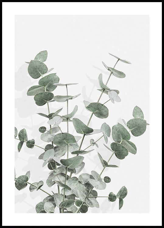 Eucalyptus Creative 16 Plakat