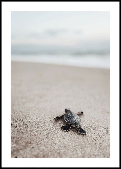 Baby Turtle Runs Into The Water Plakat