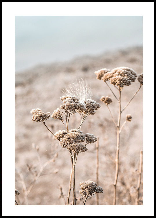 Dried Flowers Plakat - Posterbox.dk