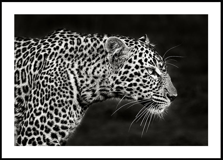 Leopard Close Up Plakat