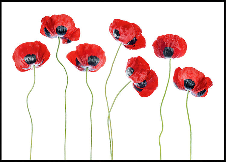 Ladybird Poppies Plakat
