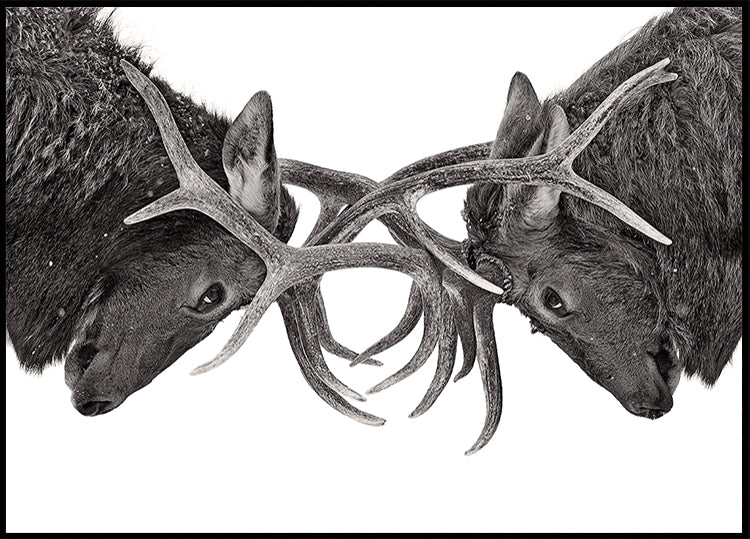 Eye to Eye - Elk fight Plakat
