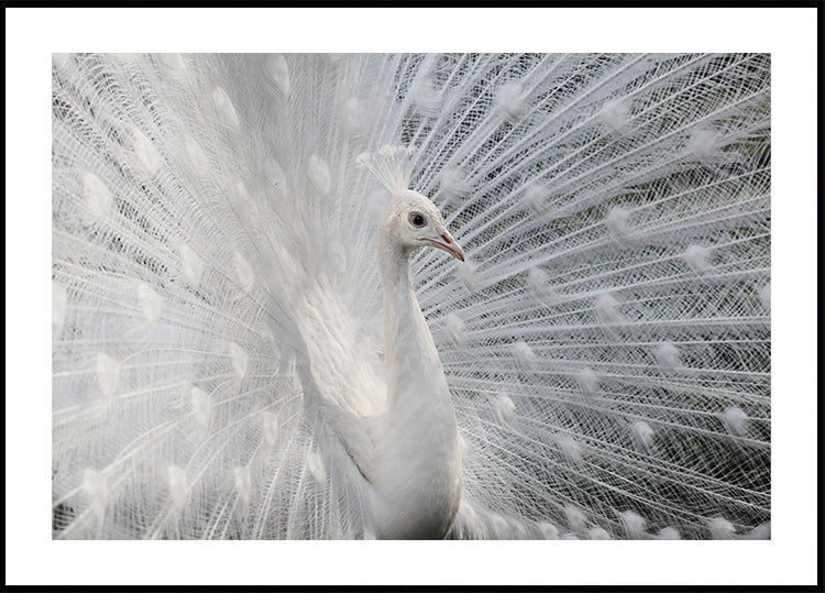 As white as snow Plakat