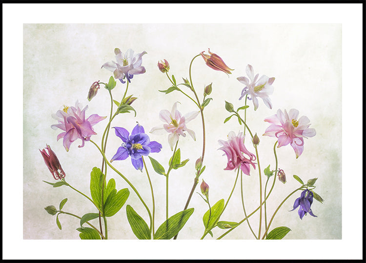 Columbine Plakat