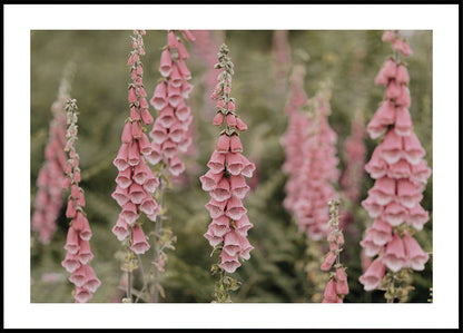 Pink Foxglove Flowers Field Plakat