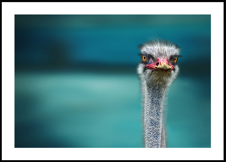 Ostrich Protecting two Poor Chicken from the Wind