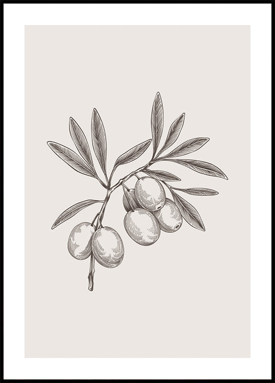 Olive Branch Vintage Botanical Plakat