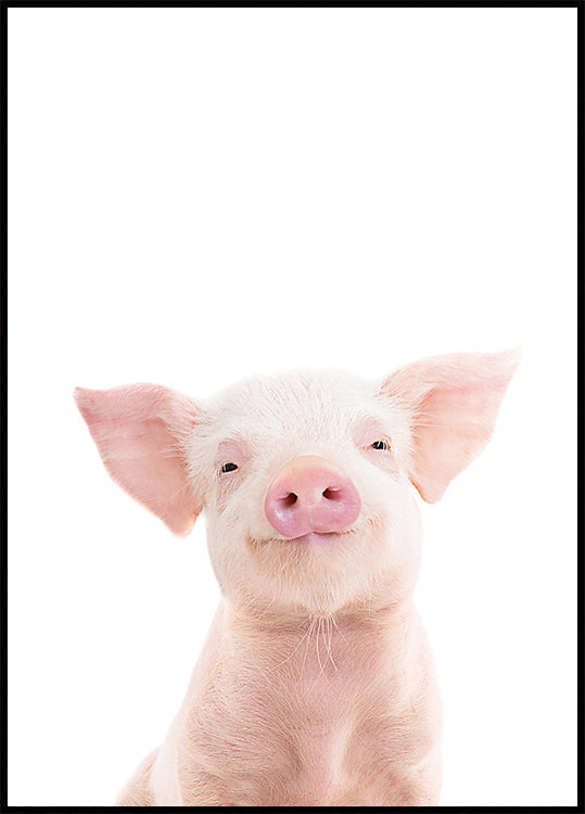 Baby Pig Plakat