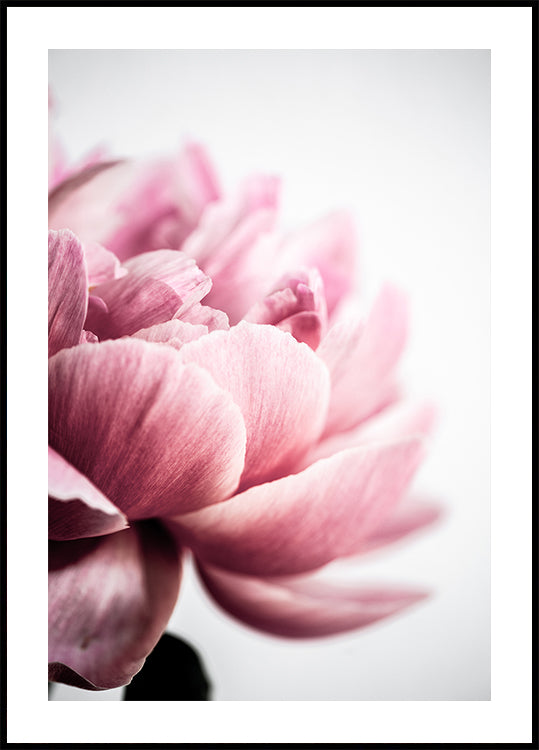 Peony 1
