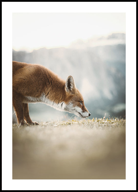 The Little Fox Plakat - Posterbox.dk