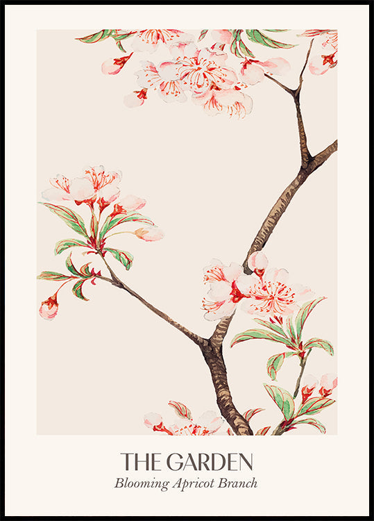 Blooming Apricot Branch Plakat