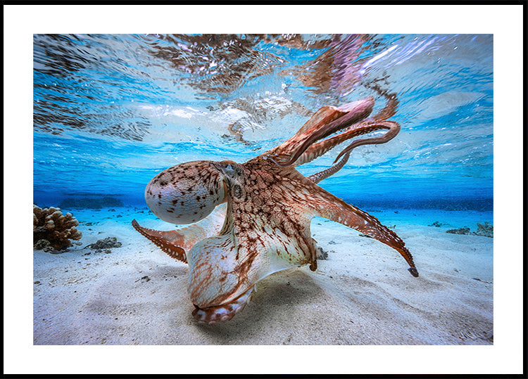 Dancing Octopus Plakat