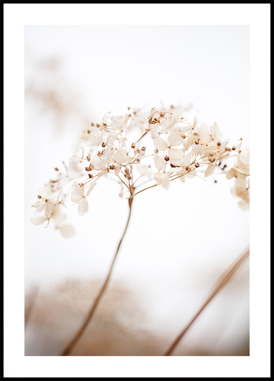 Soft dried flower_brown