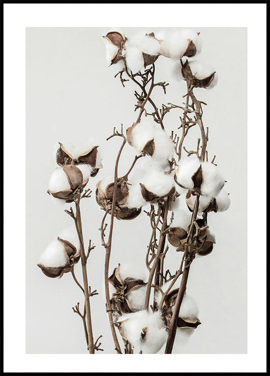 Dry Cotton Plant Plakat