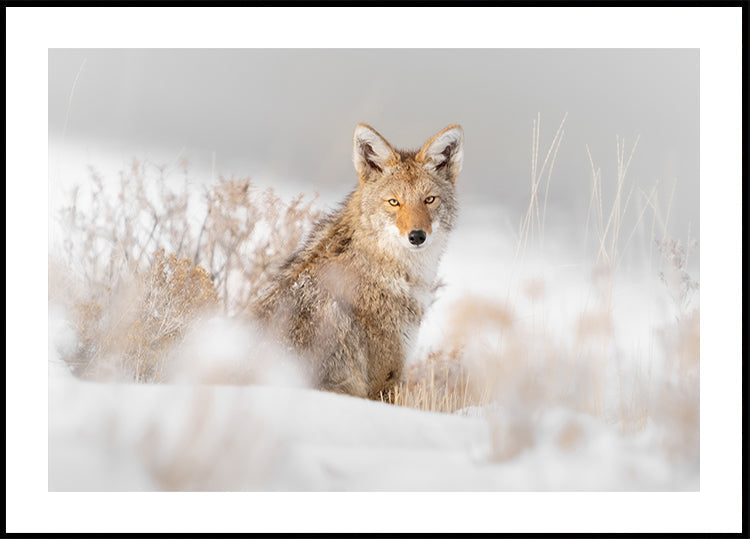 Coyote sitting on the snow Plakat