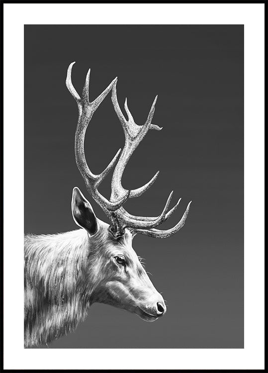 Reindeer Plakat