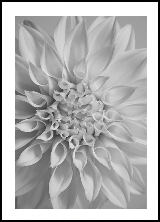 Flower Plakat - Posterbox.dk