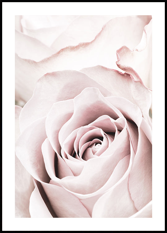 Pink Rose No 05 Plakat