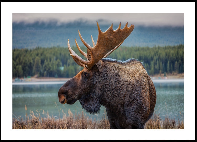 Moose Plakat