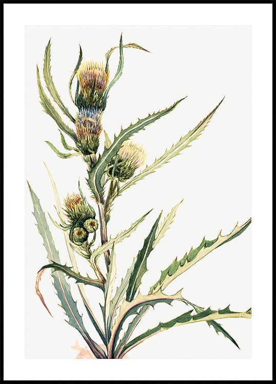 White Thistle Plakat