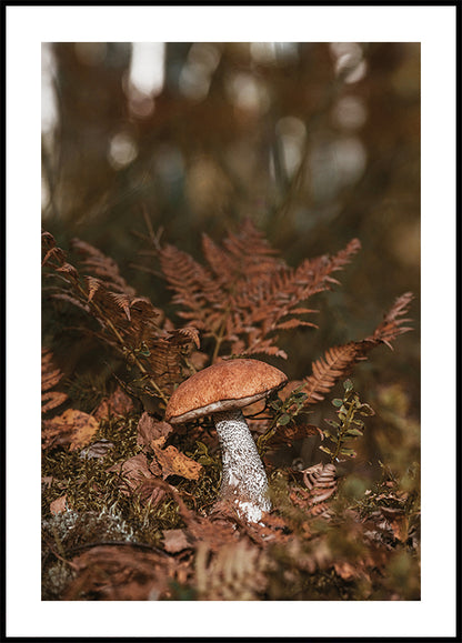 Mushroom in Autumn Forest Plakat