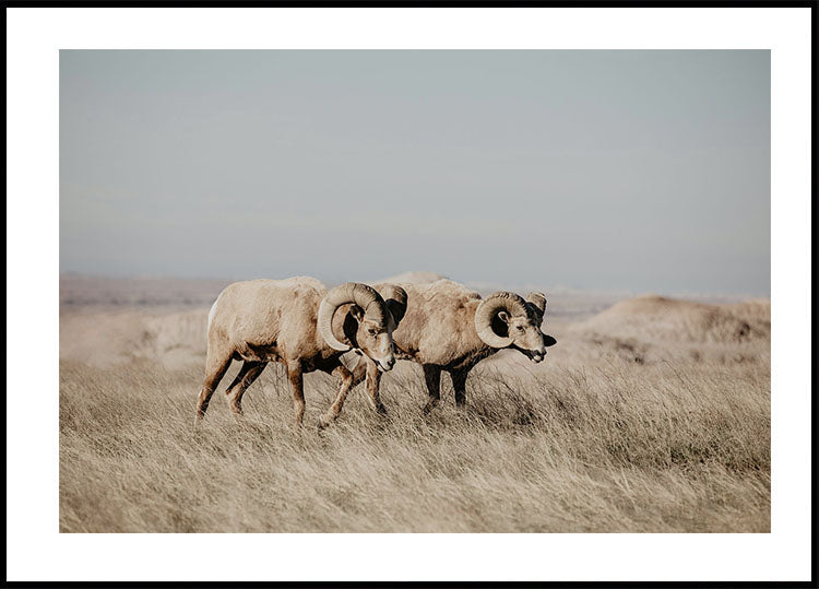Bighorn Sheep in Field Plakat - Posterbox.dk