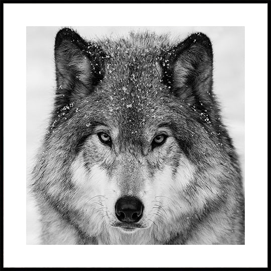 Wolf Portrait Plakater