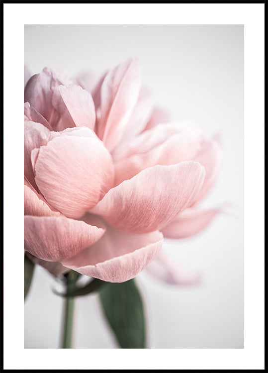 Peony 3