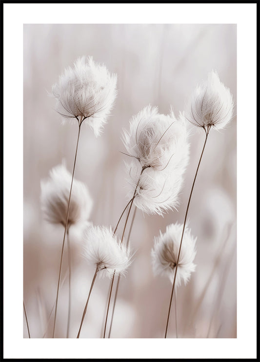 White Cotton Grass Plakat