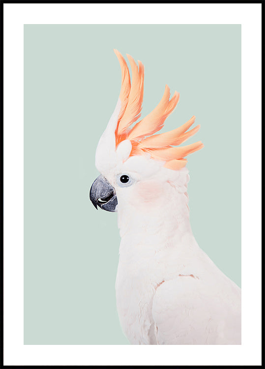 Cockatoo Plakat