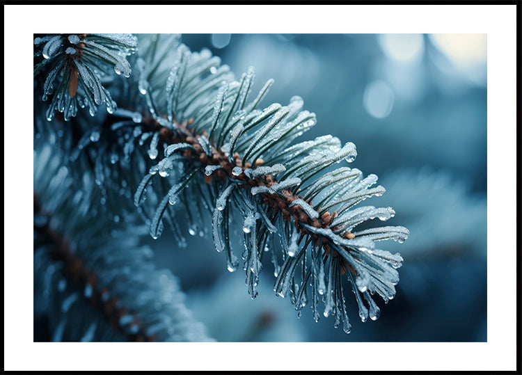 Frost-Kissed Pine Plakat